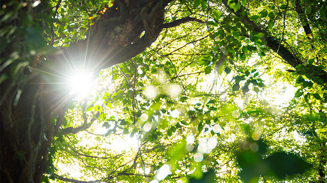 Perché piantare un albero?